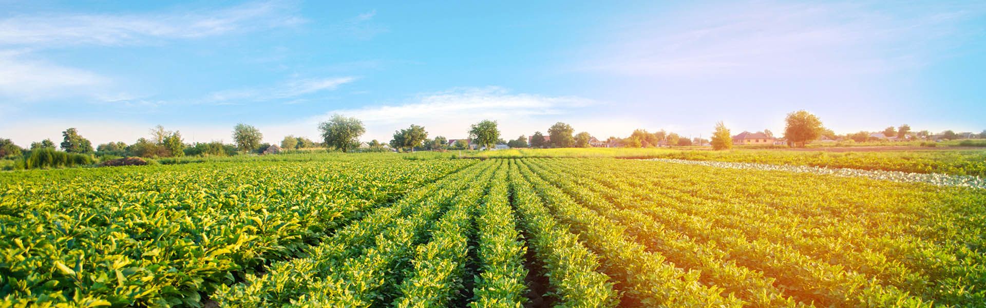 Hortícolas Luz do Campo